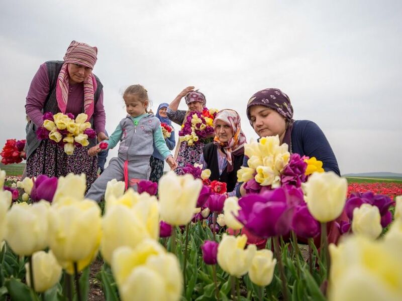 GRUP SEFA GEZGİNLERİ LALE TARLALARI TURU