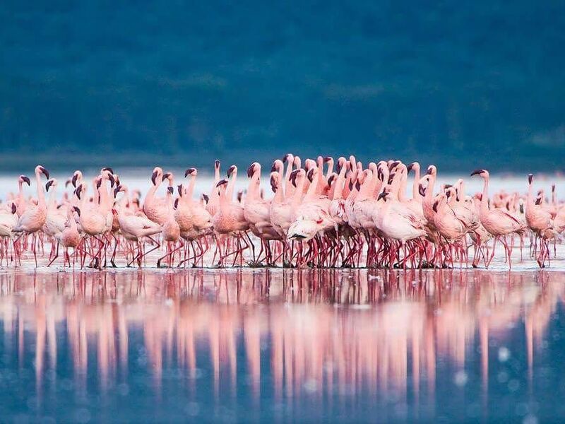 ELEGANT KENYA BÜYÜK GÖÇ Türk Hava Yolları ile 6 Gece